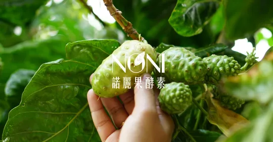 旭諾麗果 - 建置中